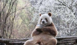 七仔前夫爆料视频,惊人内幕曝光